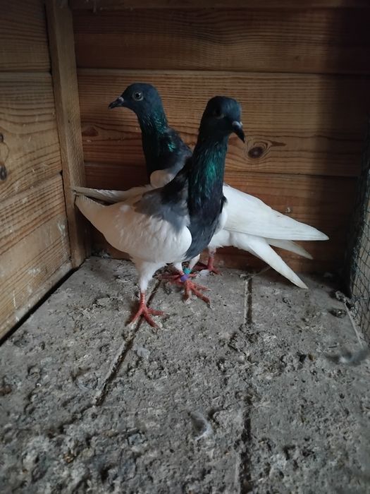 Gołębie ozdobne - murzyny