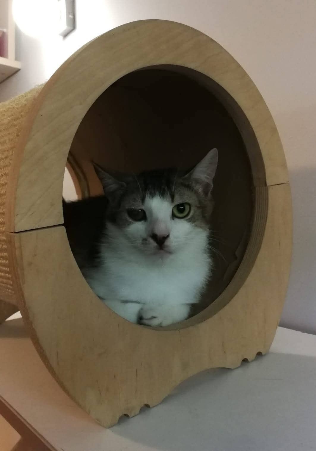 Cudne kotki do adopcji