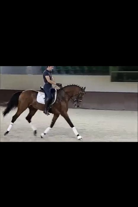 Cavalo PSA 9 anos