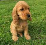 Piękne złote szczenię Cocker spaniel Angielski  100 % czysta rasa