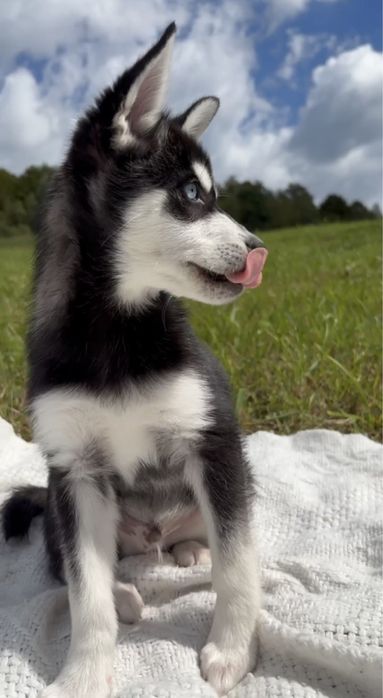 ‼️МИНИ-ХАСКИ‼️Малыши Аляскинского кли кая • MAX вес 6 кг‼️