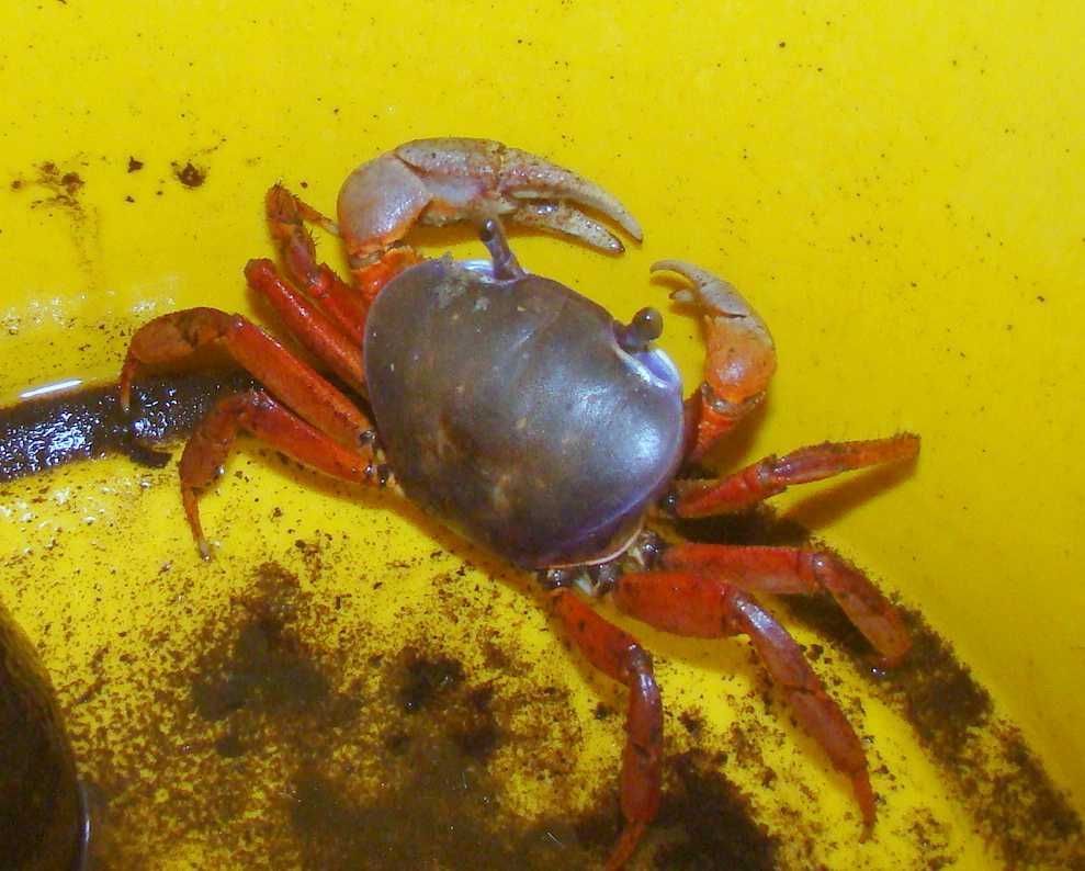 Krab tęczowy pięknie wybarwiony