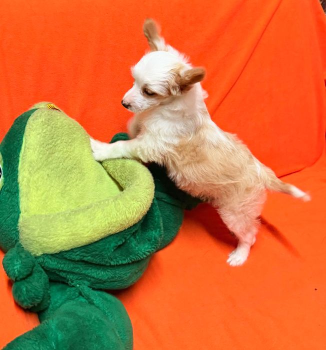 Chiński Grzywacz  piesek po Championach