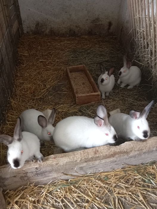 Króliki kalifornijskie