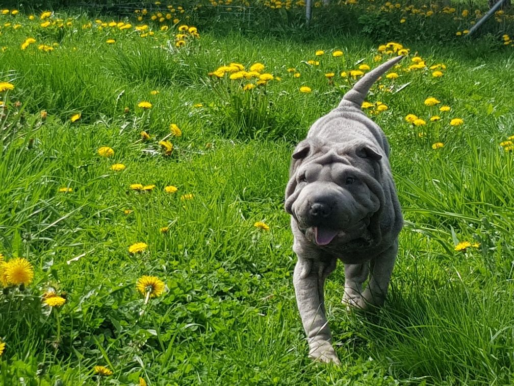 Shar pei blue piesek Dayton