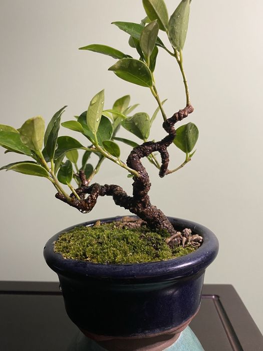 Bonsai Ficus Tigerbark