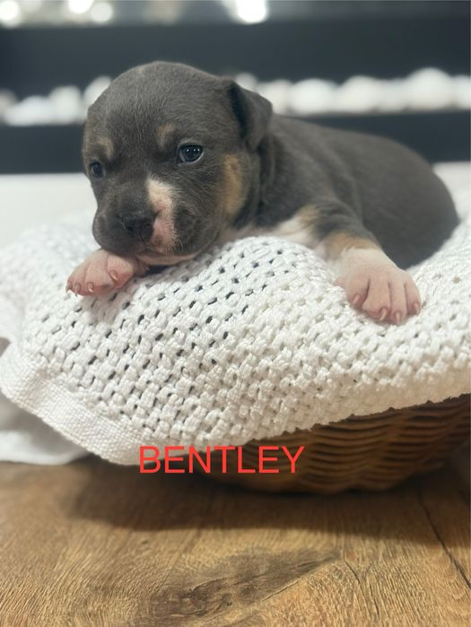 Amstaff TRICOLOR. Zapraszany do rezerwacji