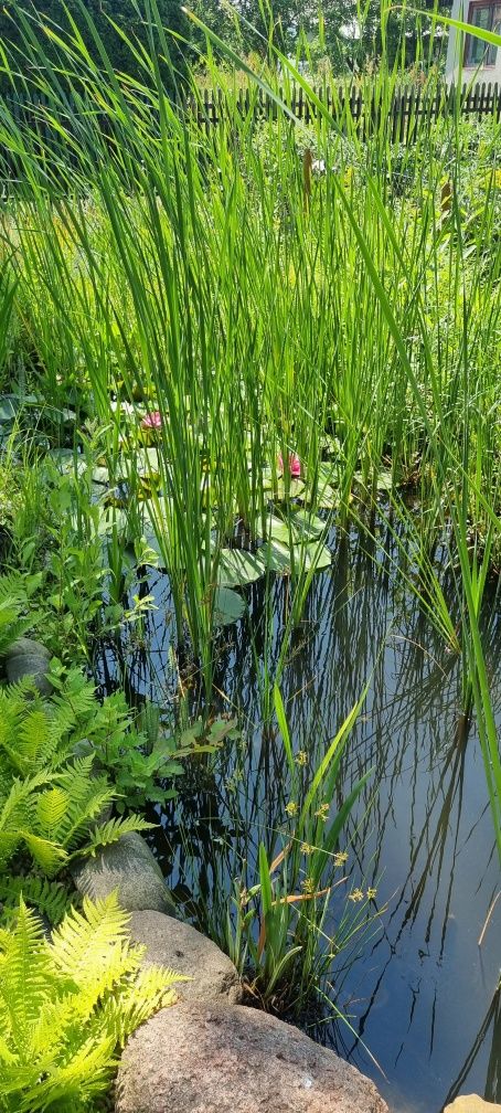 Tatarak botaniczny - do oczka wodnego