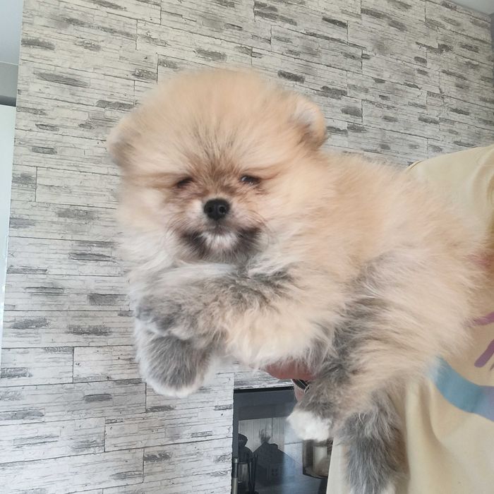 Szpic miniaturowy***pomeranian*** miś