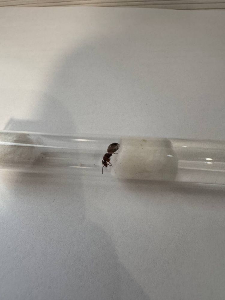 Матка Formica rufibarbis 1/0 (з розплідом)