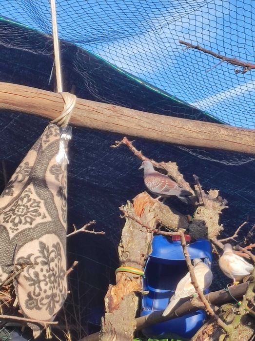 Pombos e rolas de várias raças