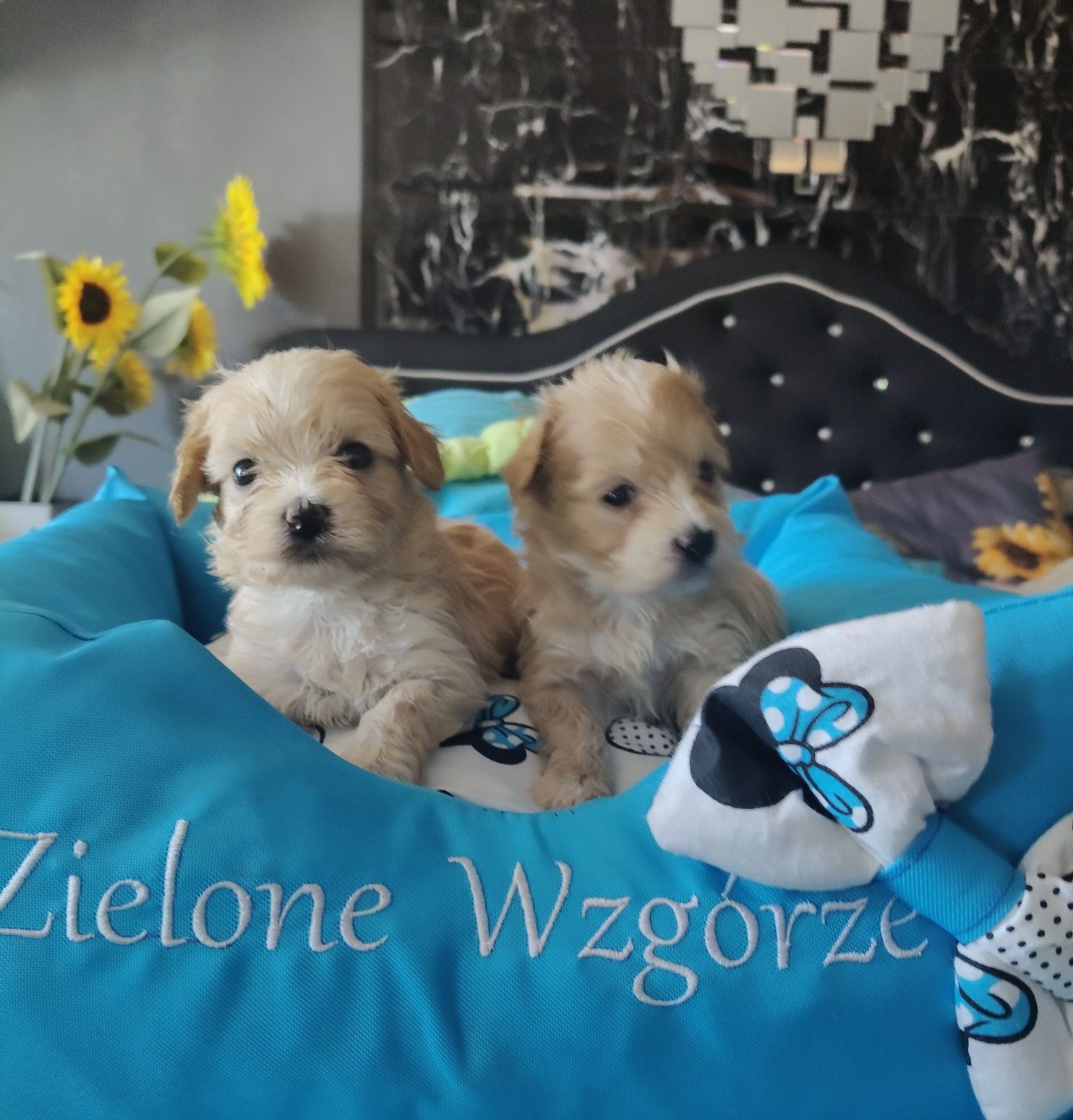 Maltipoo chlopiec super socjalizowany.
