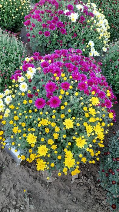 Chryzantemy chryzantema Wadowice