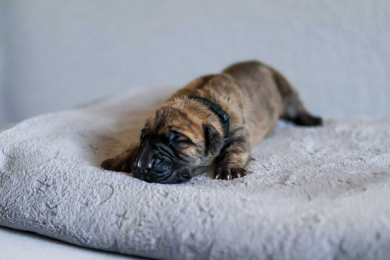Dog niemiecki szczenię.