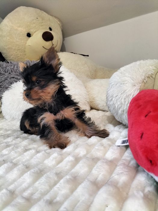 Yorkshire Terrier