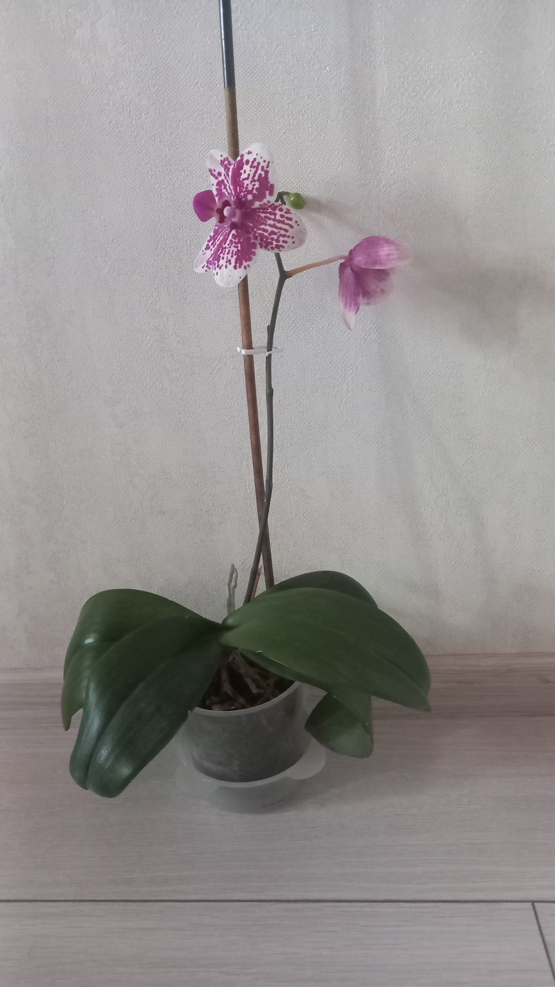 Орхідея цвіте зараз