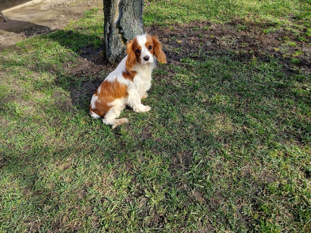 Cavalier King Charles Spaniel - piesek