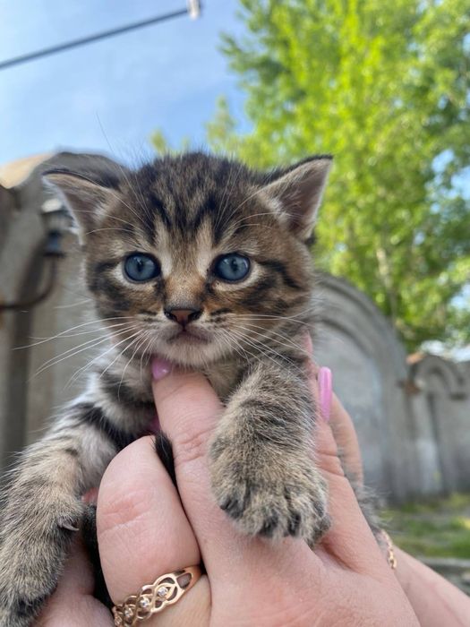 Кошенята шукають дім