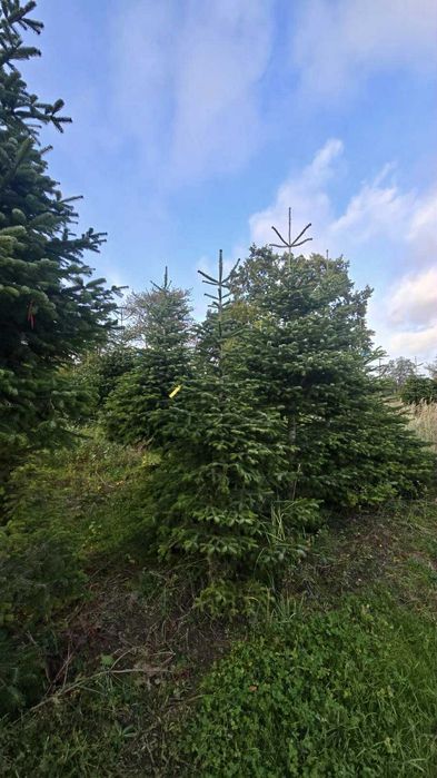 jodła kaukaska 1.70-2.50 świerki choinki