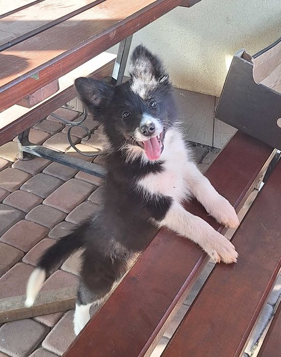 Piesek Border Collie ZKWP/FCI
