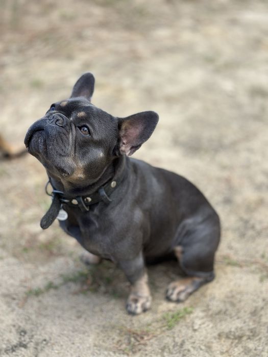 Французький бульдог вязка