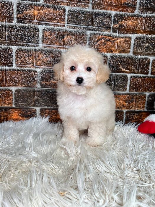 Щенки Мальтипу мальчики