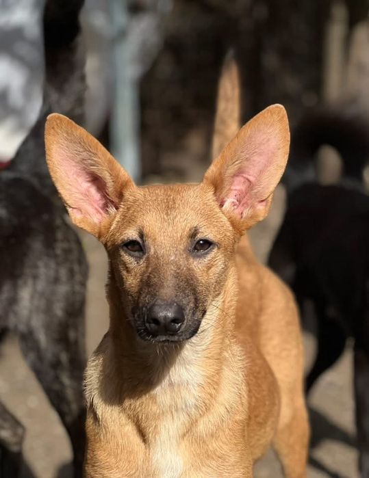 Умка стерилизована