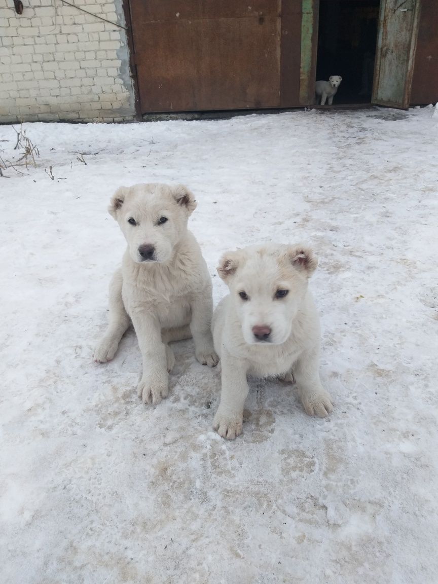 Алабай,цуценята,  милий подарунок