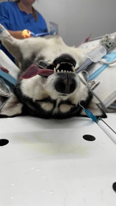 Ветеринар. Чіпування, Вакцинація, Паспорт | Офіційно і Швидко