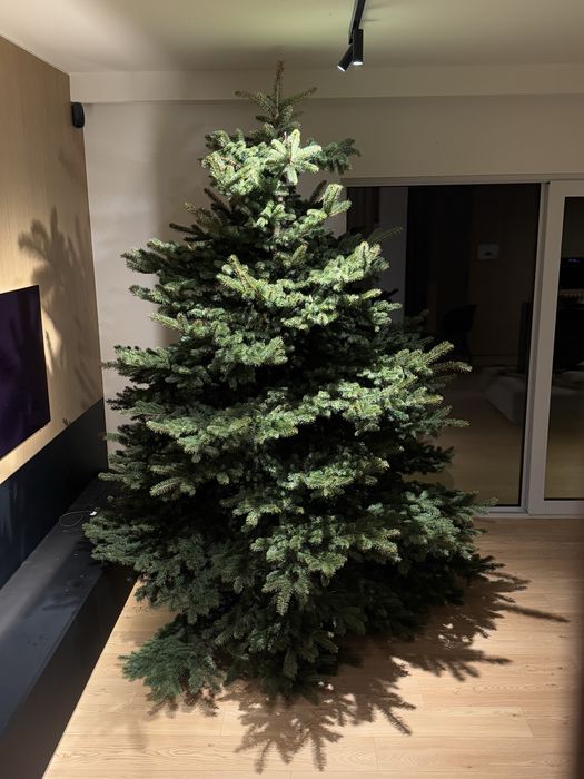 Choinka Jodła Kaukaska 280cm ze szkółki, świeżo ścięta