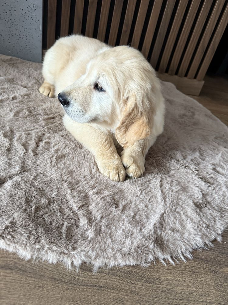 Piesek Golden Retriever