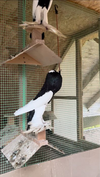 Garłacz Siodłaty Łapciaty Garłacz Czeski CZARNA SAMICA 2024