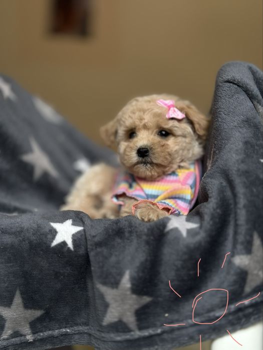 Мальтипу, дівчатка і хлопчик, гарний вибір гарних мальтіпу