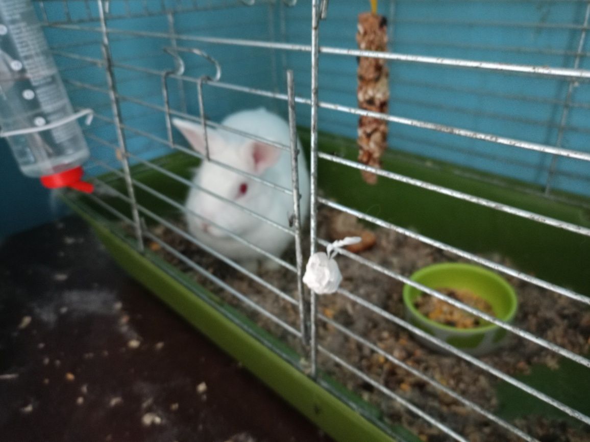 Krolk biały miniaturka