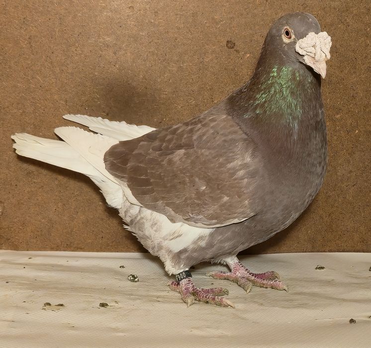 Staropolskie zwierzeta - ogł nr 1.