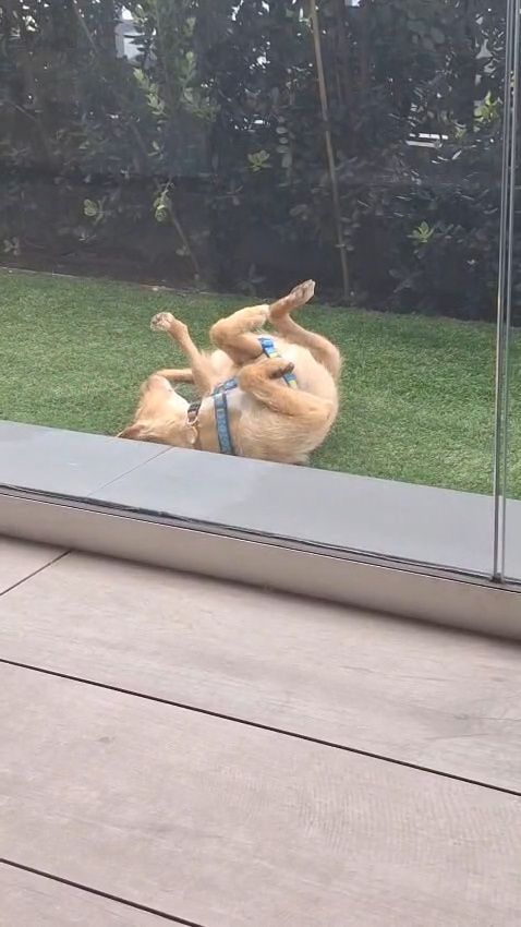 Podengo para adoção
