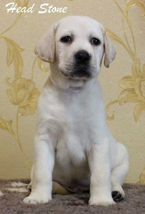 Щенки Лабрадора ретриера