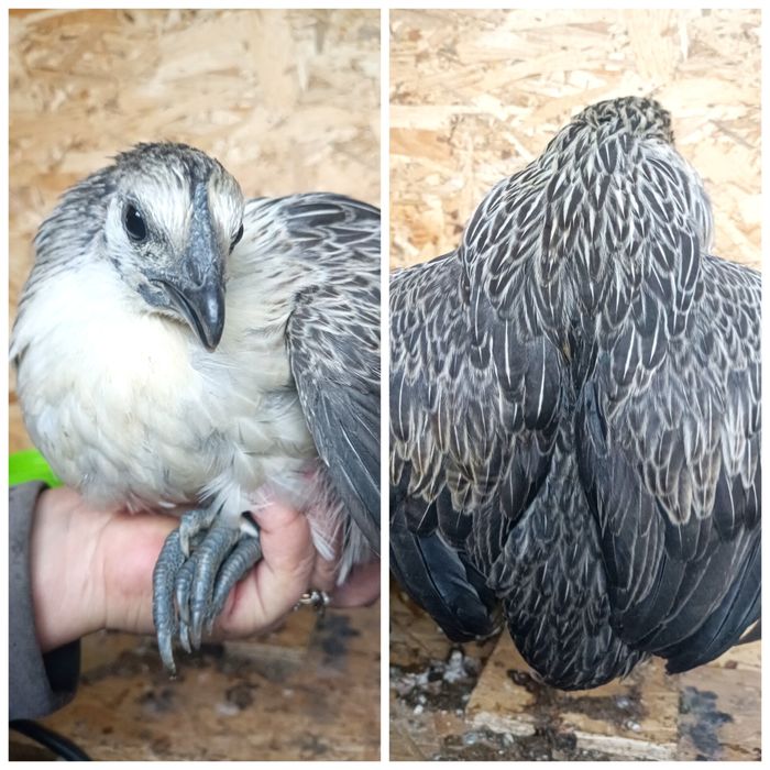 Петухи и инкубационное яйцо Люйкенданзи