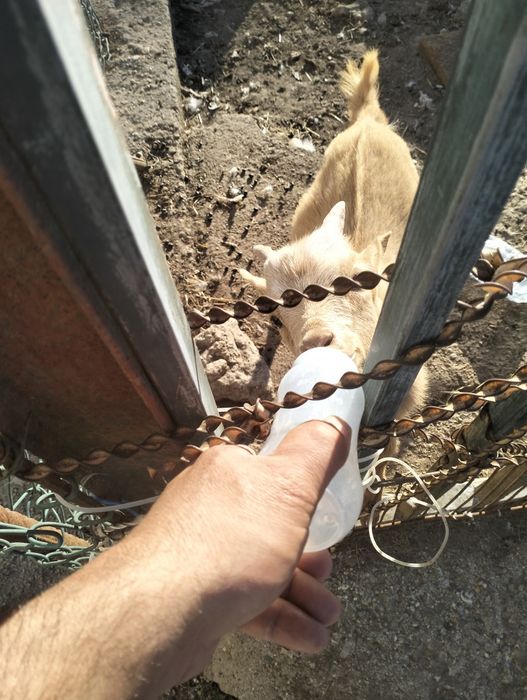 Cabrito criado á biberão .. extremamente dócil..