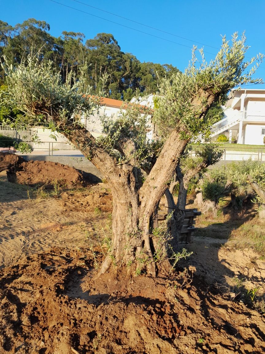 Oliveiras centenarias