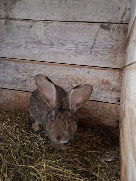 Króliki olbrzym belgijski kalifornijskie