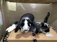 Два кролика - пухнасті комочки щастя шукають люблячих господарів