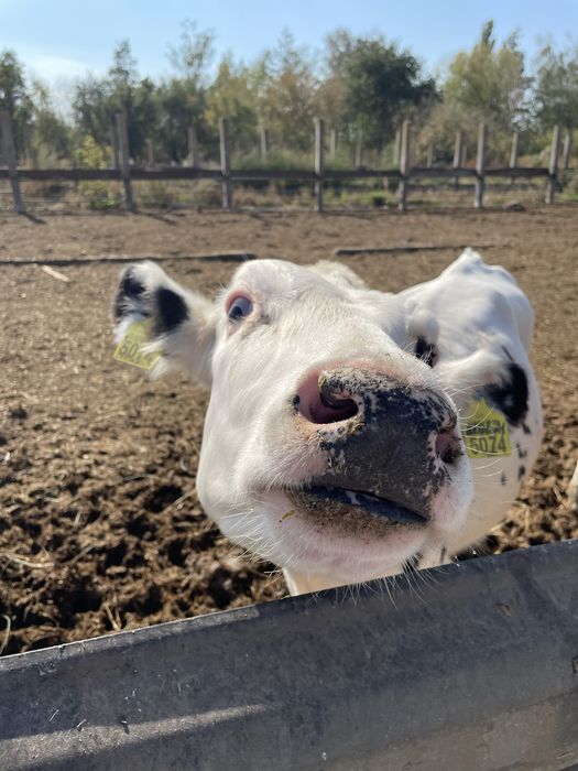 Перегній коровʼячий / Навоз