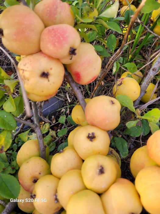 5 kilogramów owoców pigwowca z własnej plantacji