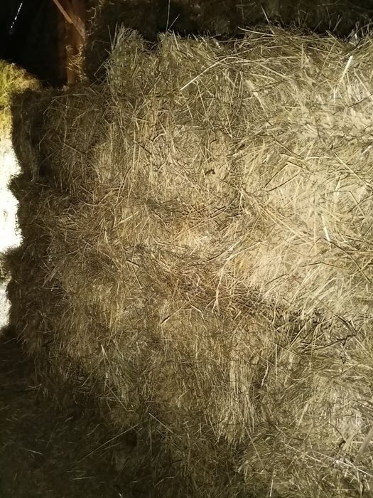 Siano w kostkach - dla zwierząt