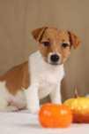 suczka Jack Russell terrier ZKWP/FCI
