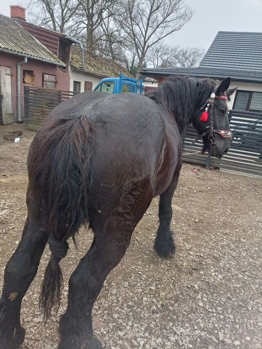 Sprzedam klacz zimnokrwista