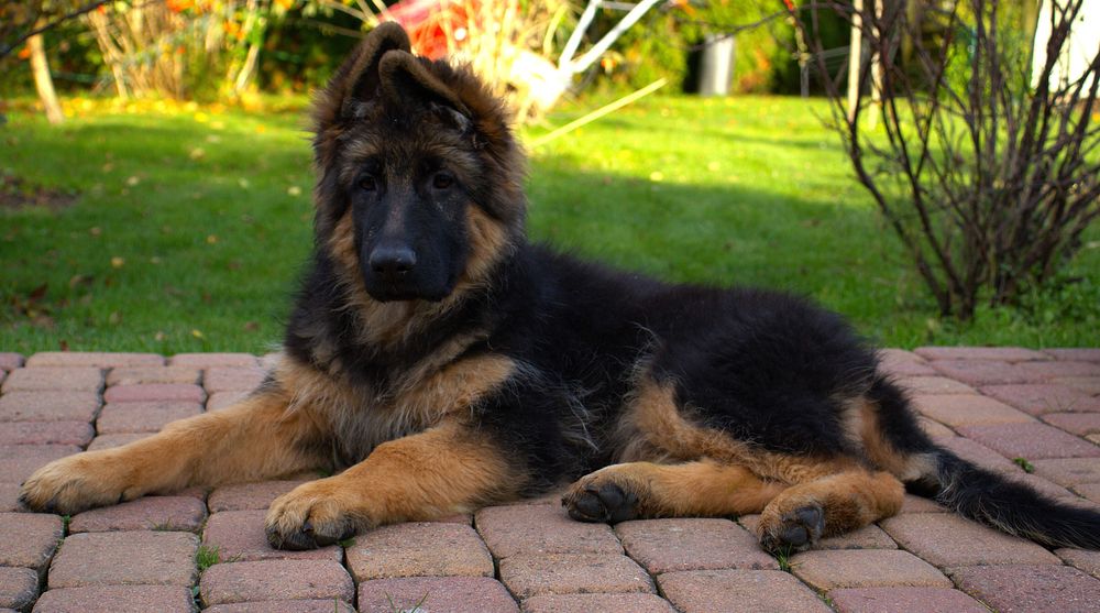 Owczarek niemiecki długowłosy sczenię suczka