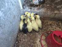 Patos mudos nascidos ao ar livre