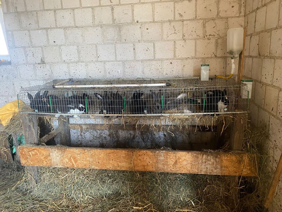 Sprzedam króliki z klatka